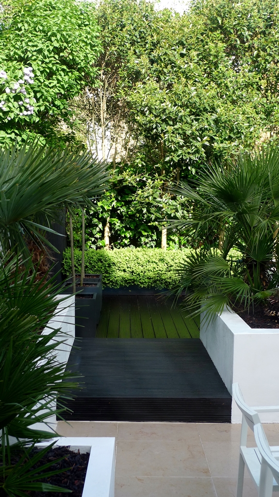 Raised white render plastered beds Moleanos Limestone paving tiles with decking stain matt black Architectural planting with buxus topiary and floating black bench Garden Design and Build Brixton London (6)